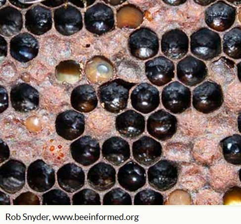 American Foulbrood (AFB)