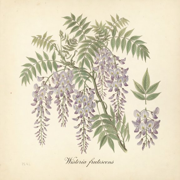 American Wisteria botanical plate