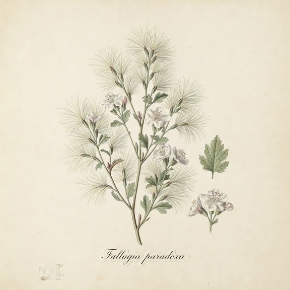 Apache Plume botanical plate