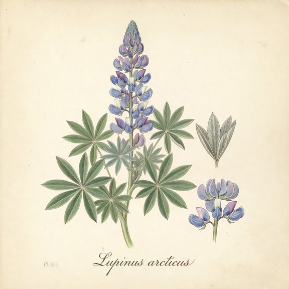 Arctic Lupine botanical plate