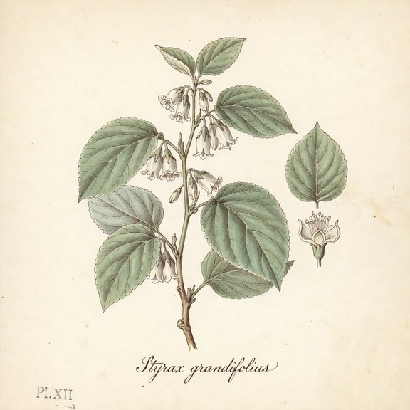 Bigleaf Snowbell botanical plate