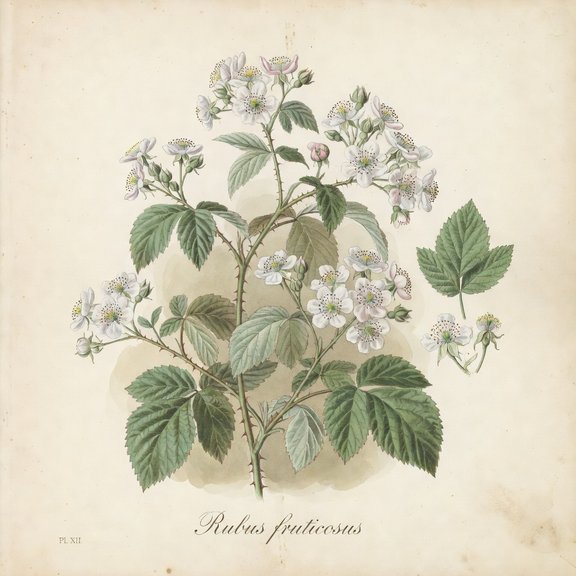 Blackberry blossom botanical plate