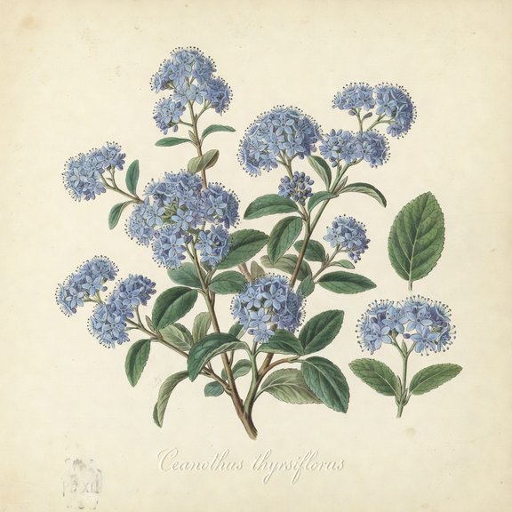 Blue Blossom Ceanothus botanical plate