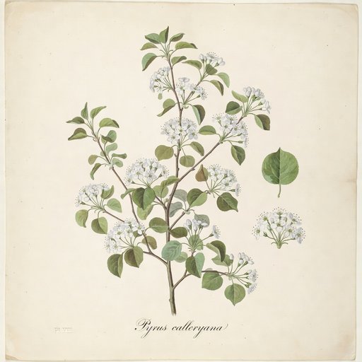 Bradford Pear botanical plate