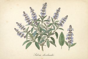 Cleveland Sage botanical plate