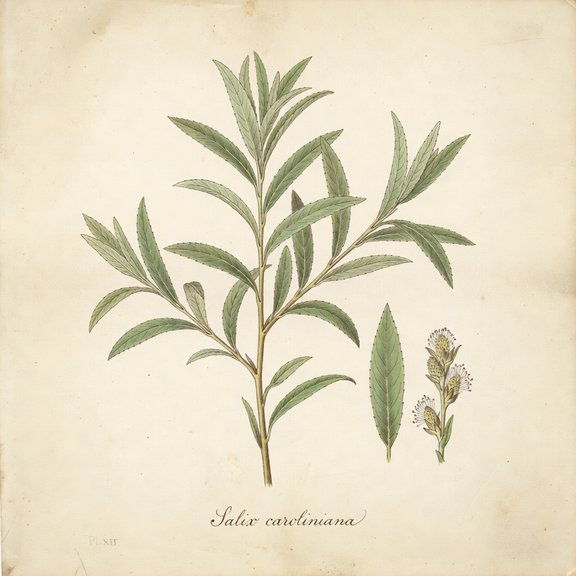 Coastal Plain Willow botanical plate