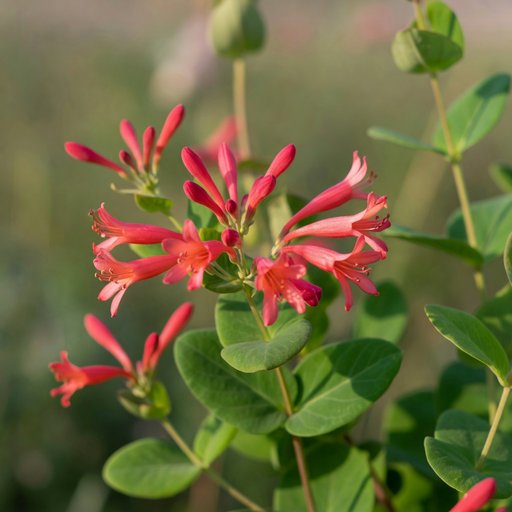 Coral Honeysuckle