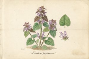 Deadnettle botanical plate