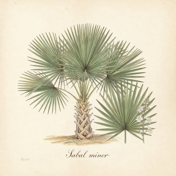 Dwarf Palmetto botanical plate