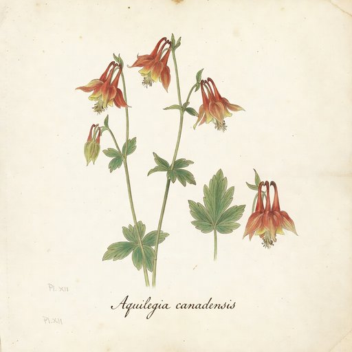 Eastern Columbine botanical plate