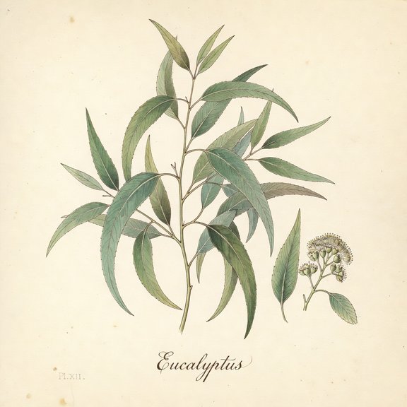 eucalyptus botanical plate