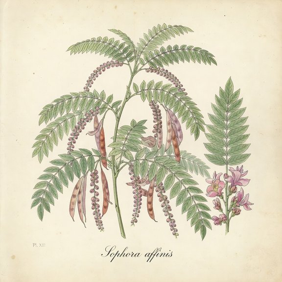 Eve's Necklace botanical plate