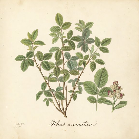 Fragrant Sumac botanical plate