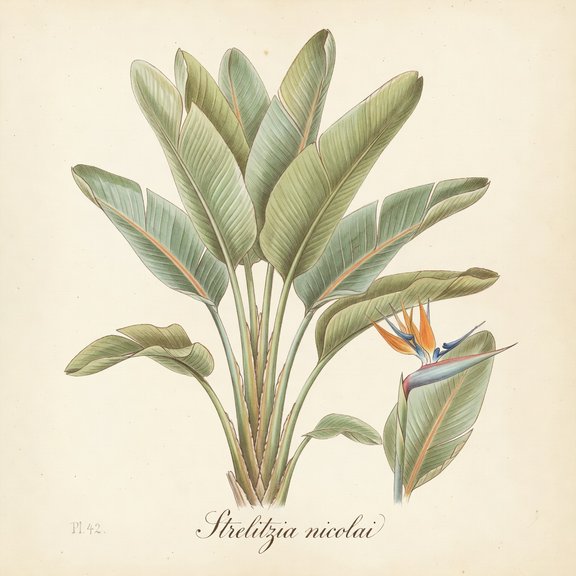 Giant Bird of Paradise botanical plate