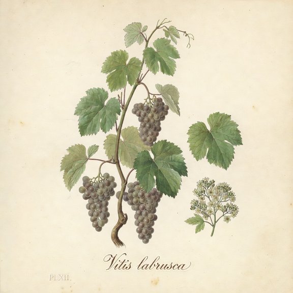 Grape botanical plate