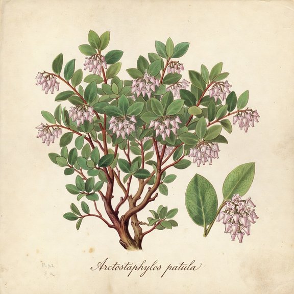 Greenleaf Manzanita botanical plate