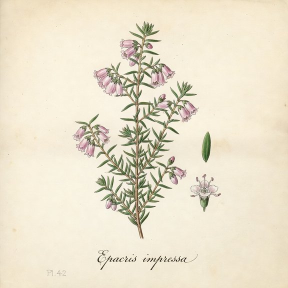 Heath botanical plate
