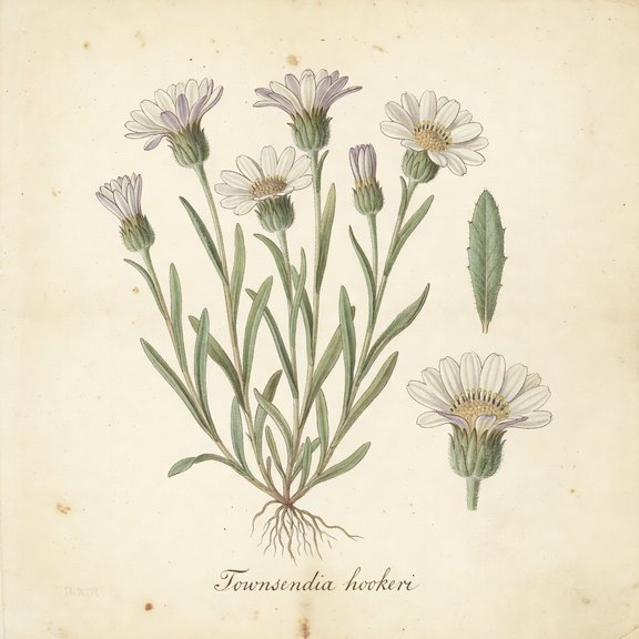 Hooker's Townsend Daisy botanical plate
