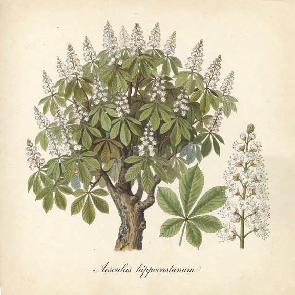 Horse Chestnut botanical plate