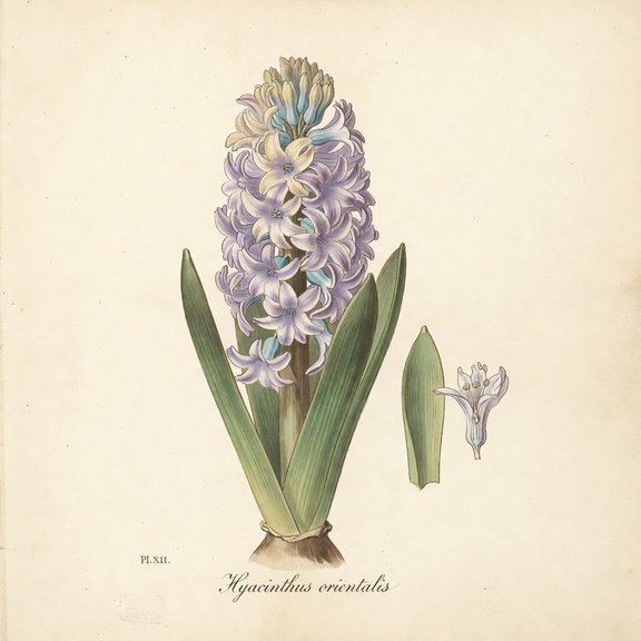 hyacinth botanical plate