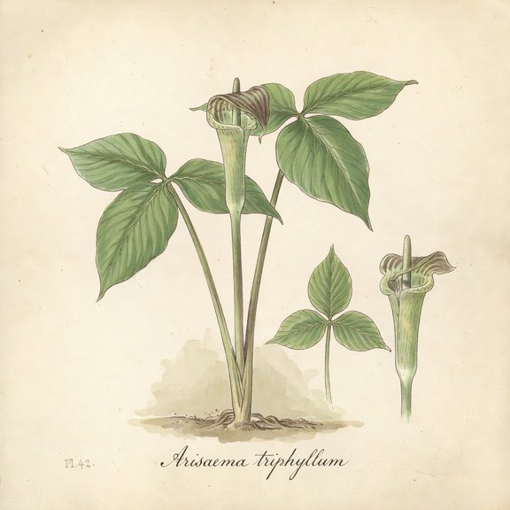 Jack-in-the-Pulpit botanical plate