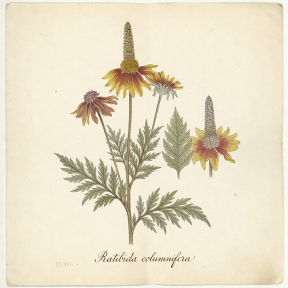 Mexican Hat botanical plate