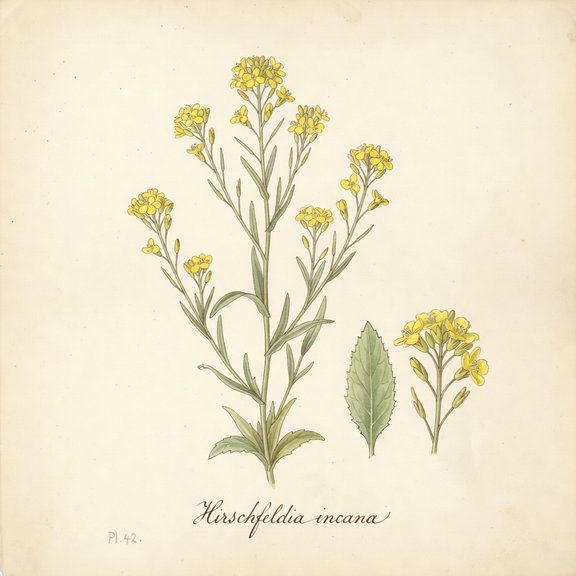 Mustard botanical plate