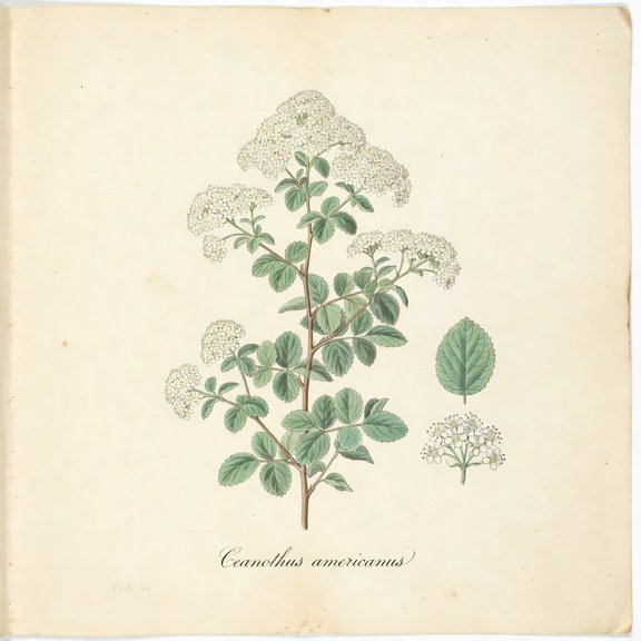 New Jersey Tea botanical plate