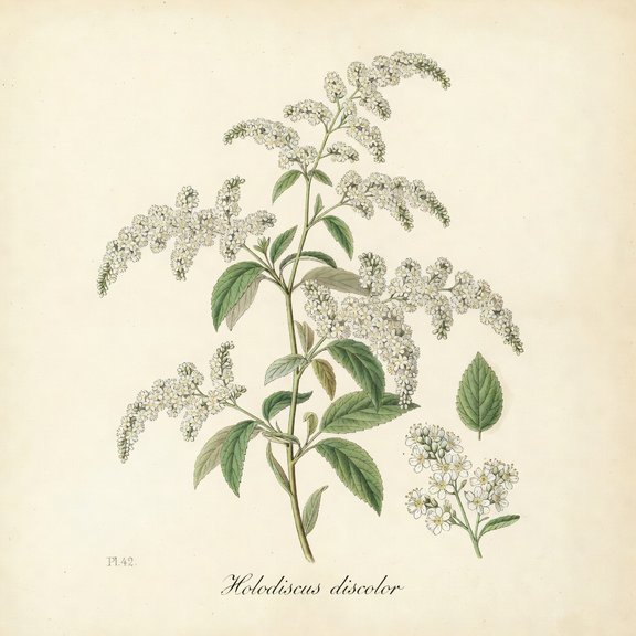 Ocean Spray botanical plate