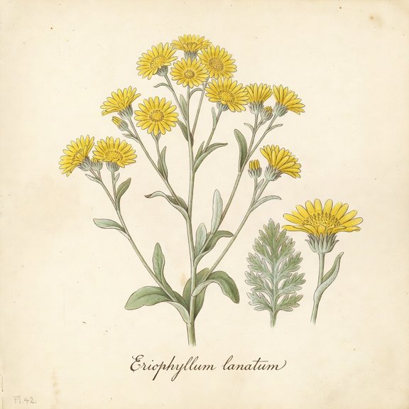 Oregon Sunshine botanical plate