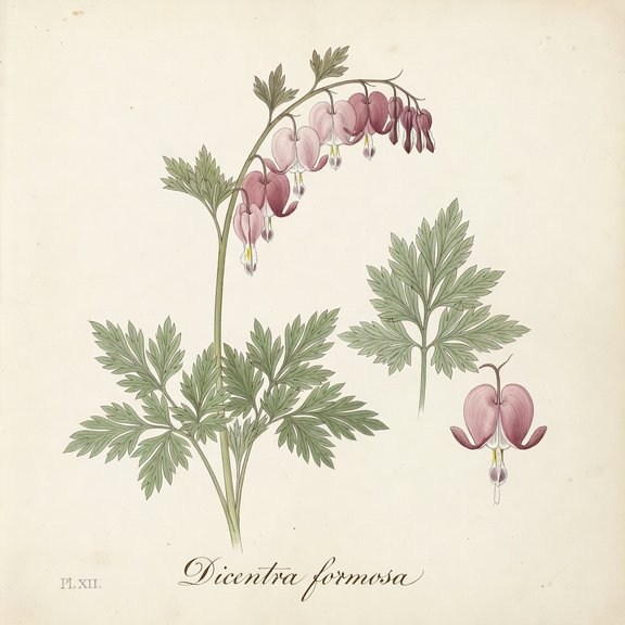 Pacific Bleeding Heart botanical plate