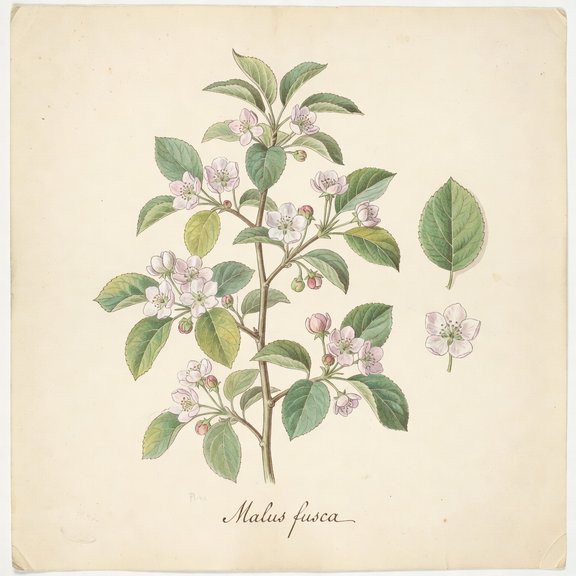 Pacific Crab Apple botanical plate