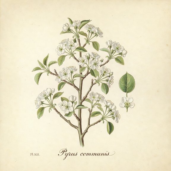 pear blossom botanical plate