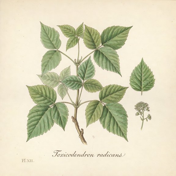 Poison Ivy botanical plate