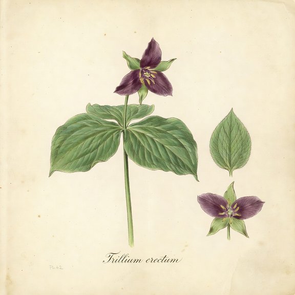 Purple Trillium botanical plate