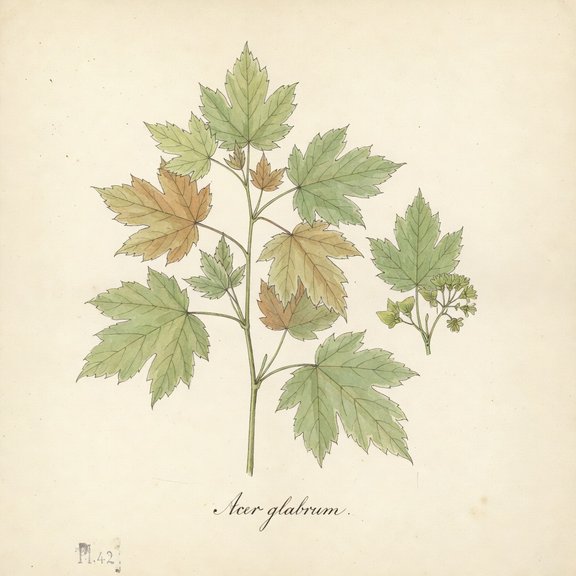 Rocky Mountain Maple botanical plate