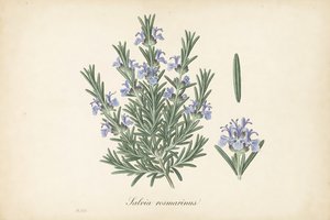 Rosemary botanical plate