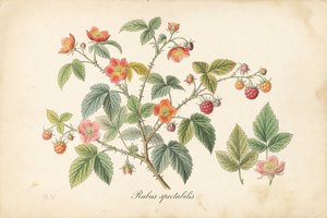 Salmonberry botanical plate