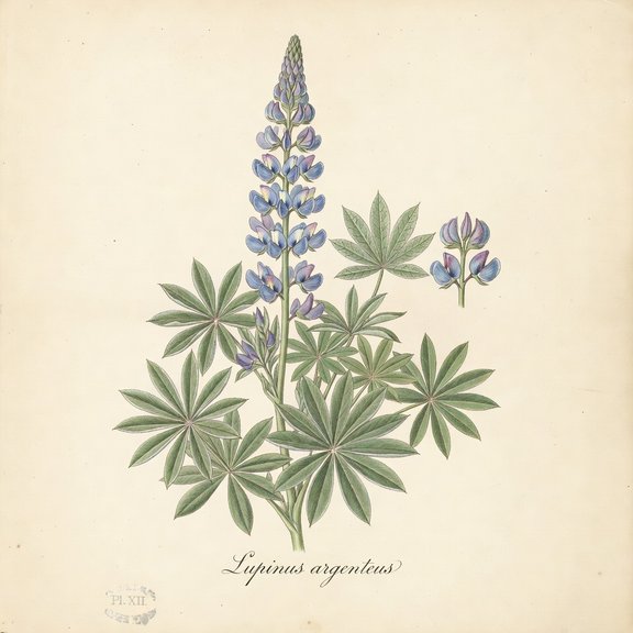 Silvery Lupine botanical plate