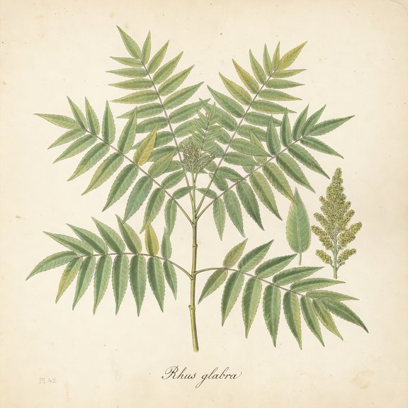 Smooth Sumac botanical plate