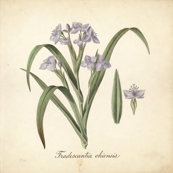 Spiderwort botanical plate
