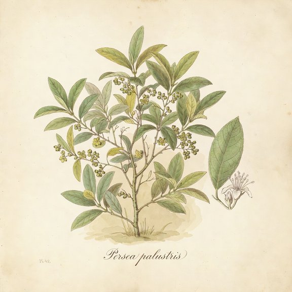 Swamp Bay botanical plate