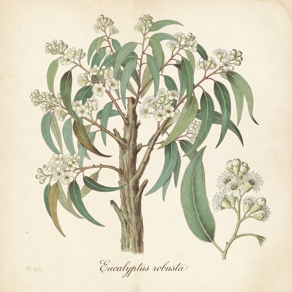 Swamp Mahogany botanical plate