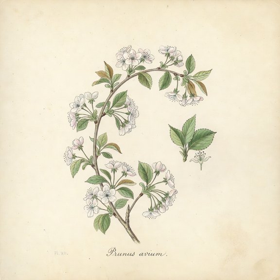 Sweet Cherry botanical plate