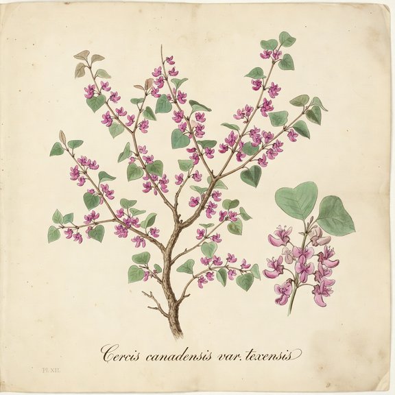 Texas Redbud botanical plate