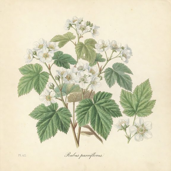 Thimbleberry botanical plate