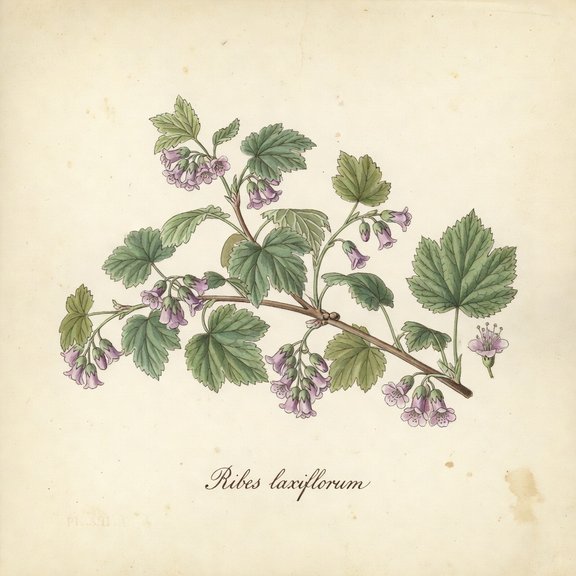 Trailing Black Currant botanical plate
