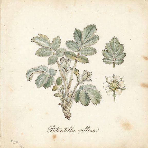 Villose Cinquefoil botanical plate